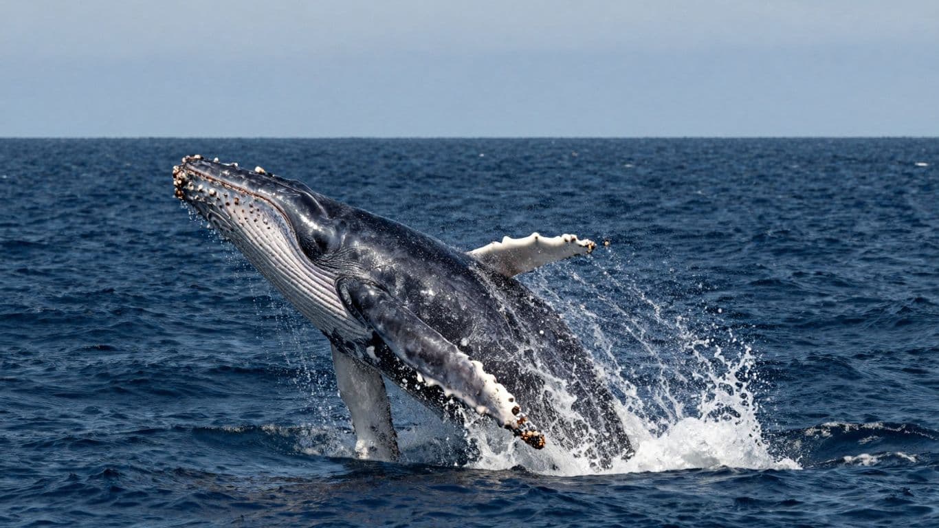 Cabo Whale Watching 2025-2026: When & Where to See Them