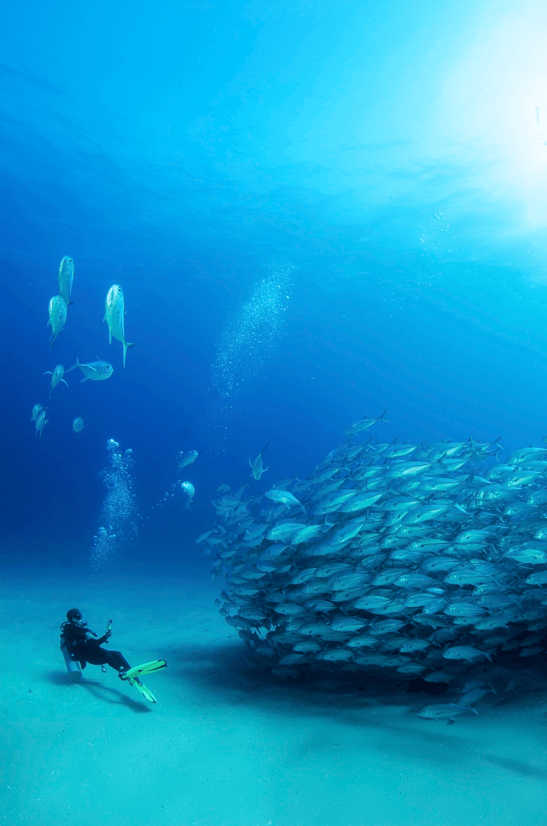 School of fish at Casa de Karma Cabo: Your Guide to Ultimate Luxury Villa Escapes in 2026 underwater, with bubbles