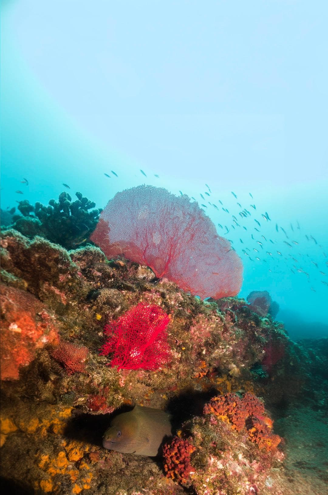 Coral reef at Solo in San Lucas: A Riff on Freedom, Luxury, and the Best Cabo Solo Travelers Tips You Won't Get Anywhere