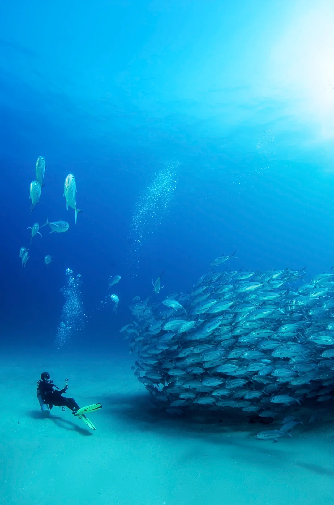 Cabo Pulmo Diving Tour, aventura en Cabo San Lucas