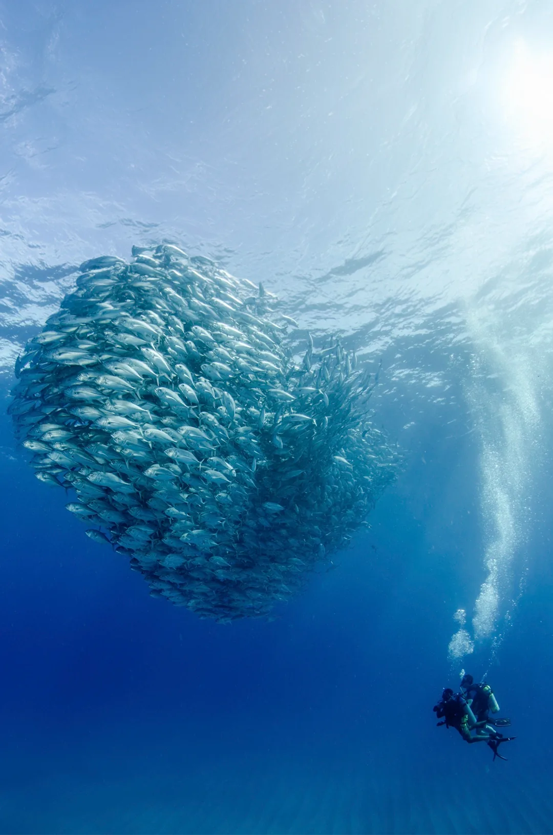 Cabo Pulmo Diving Tour en Los Cabos, foto 4