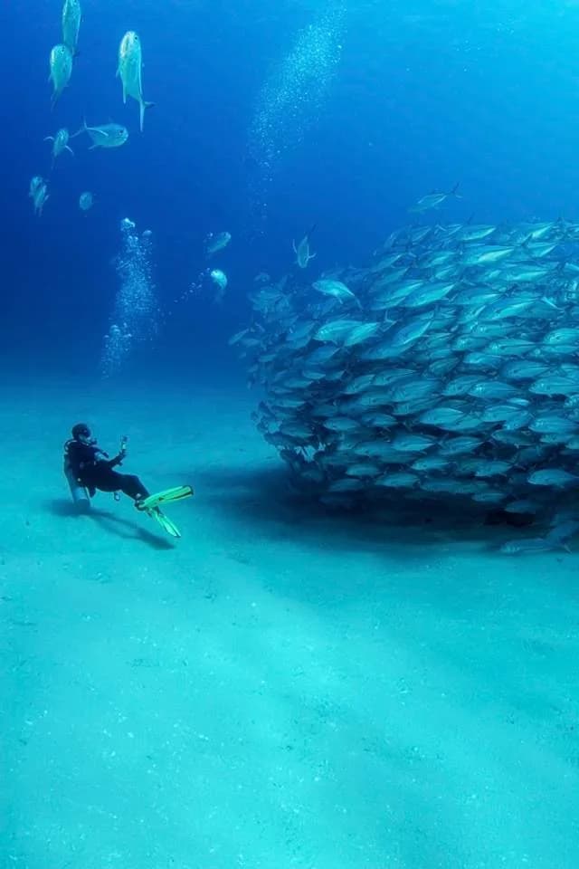 Scuba diver fish at Experience Unforgettable Cabo San Lucas Golf with Ocean View in 2026 underwater, with school of fish