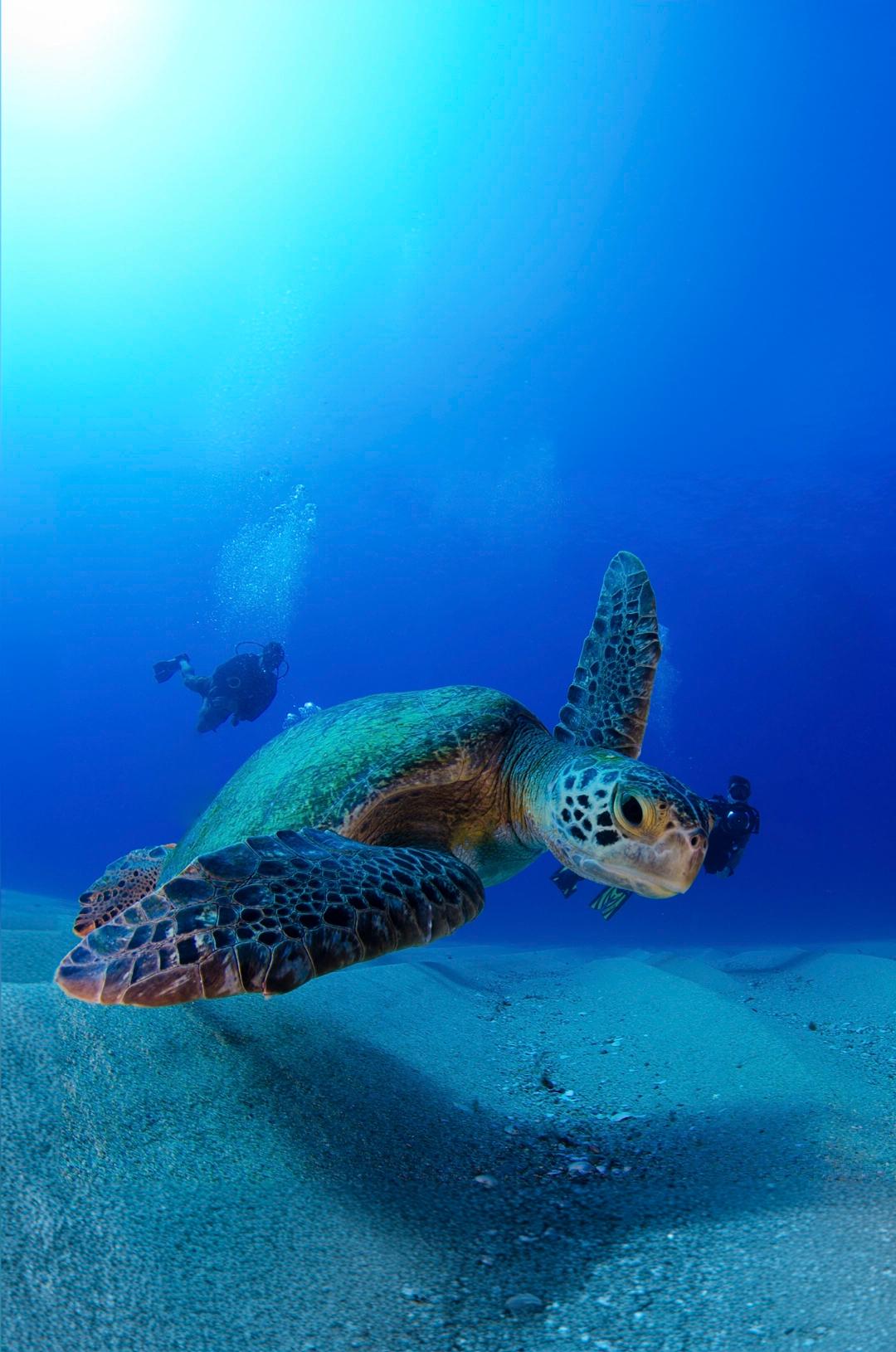 Sea turtle at Cabo Pulmo Diving Tour swimming underwater, close-up in Los Cabos
