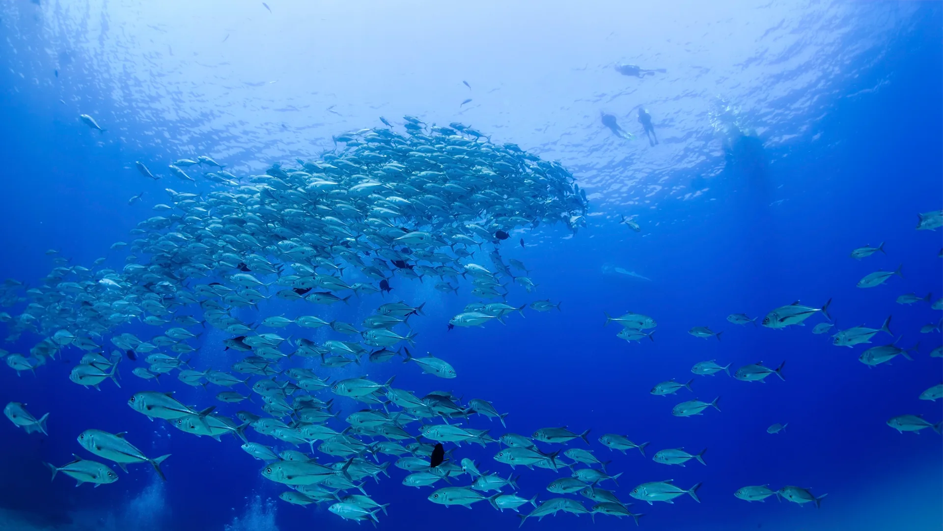 School of fish at Cabo Pulmo Snorkeling Expedition underwater, blue water in Los Cabos