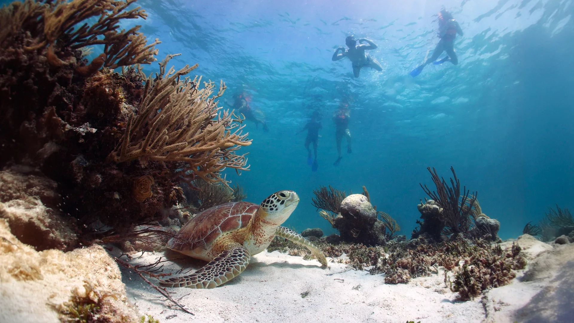 Cabo Pulmo Snorkeling Expedition