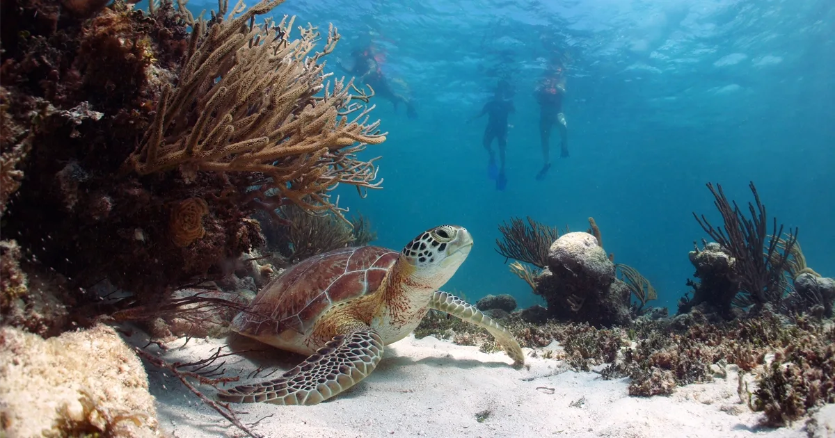 Cabo Pulmo Snorkeling Expedition en Los Cabos, foto 4