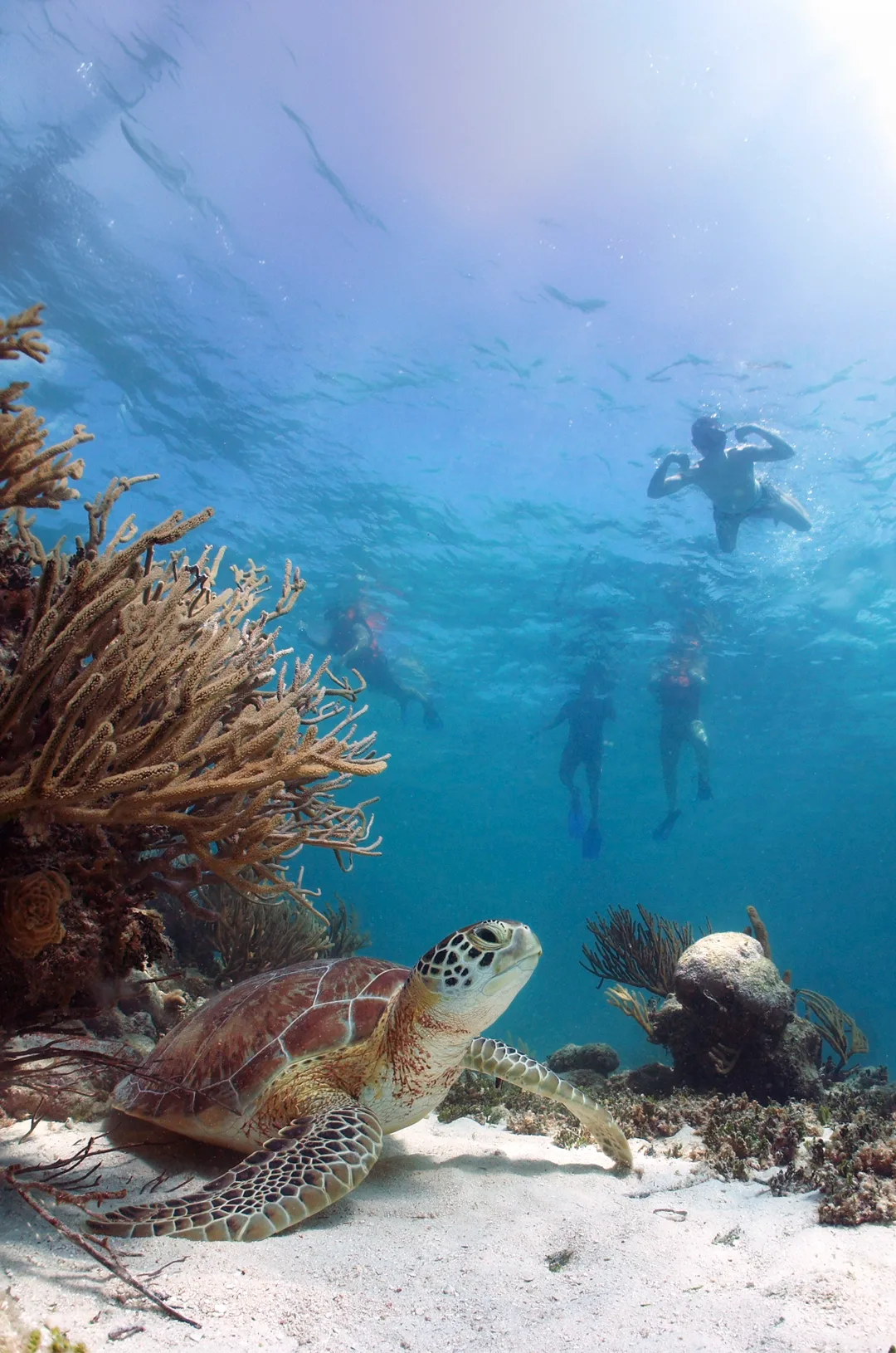Cabo Pulmo Snorkeling Expedition en Los Cabos, foto 5