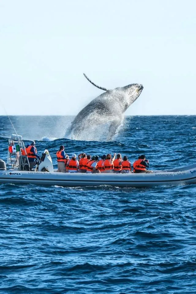 Cabo Whale Watching