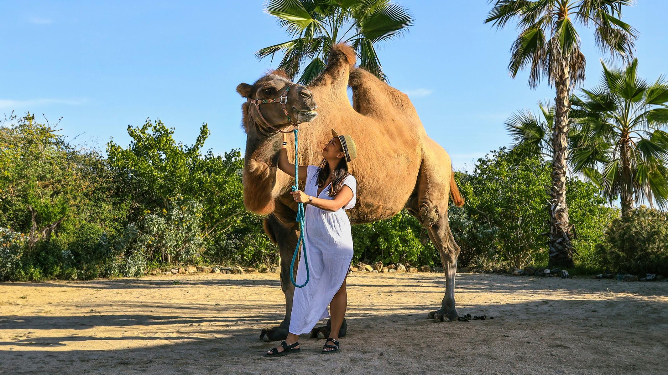Camel + ATV experience · East Cape