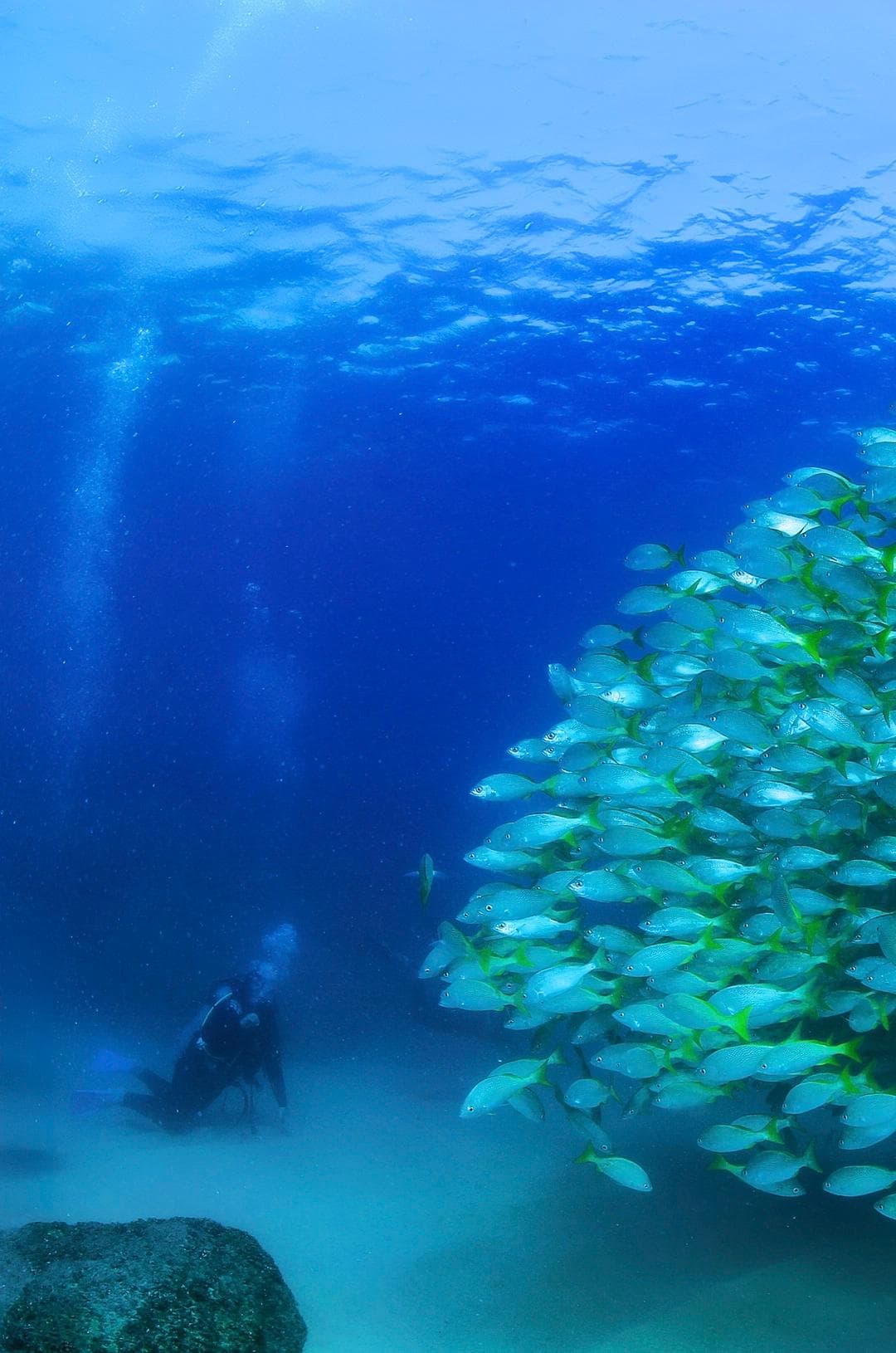 School of fish at Soar Above the Sea: My Unvarnished Guide to Parasailing in Cabo swimming in blue water