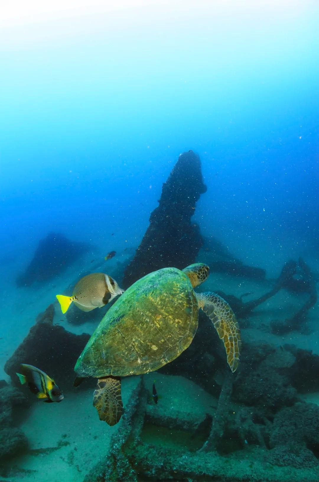Scuba Diving at Land's End & The Arch en Los Cabos, foto 3