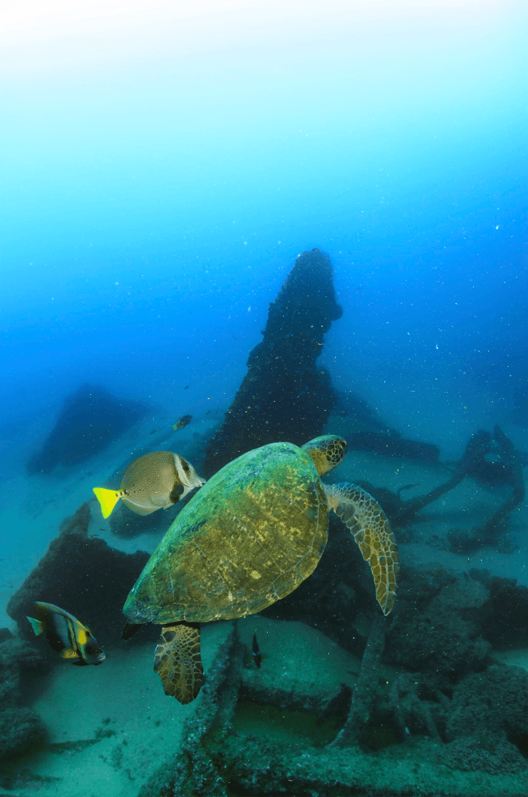 Sea turtle at Tipping in Cabo: Restaurants, Drivers, Tours & Villas swimming underwater, with shipwreck