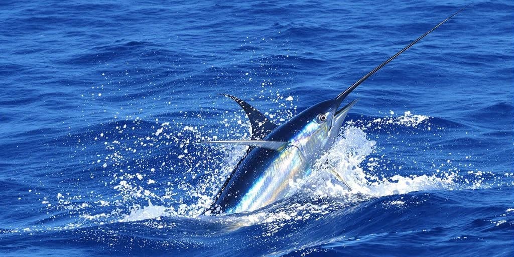 Marlin jumping at $3,200 Cabo Fishing Charters That Almost Guarantee Marlin Catches out of blue ocean water