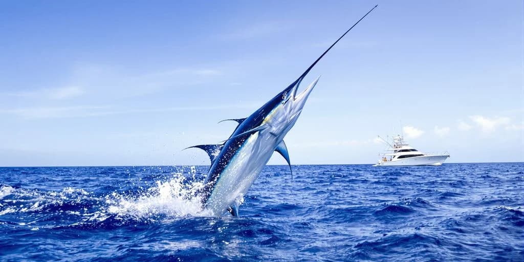 Marlin jumping at Cabo Fishing Charters That Guarantee Marlin or Refund Your Money out of blue ocean water