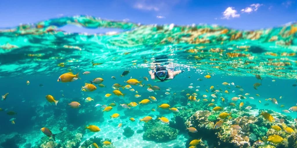 Person snorkeling at Cabo Snorkeling You'Ll Regret Missing: What You Need to Know surrounded by tropical fish