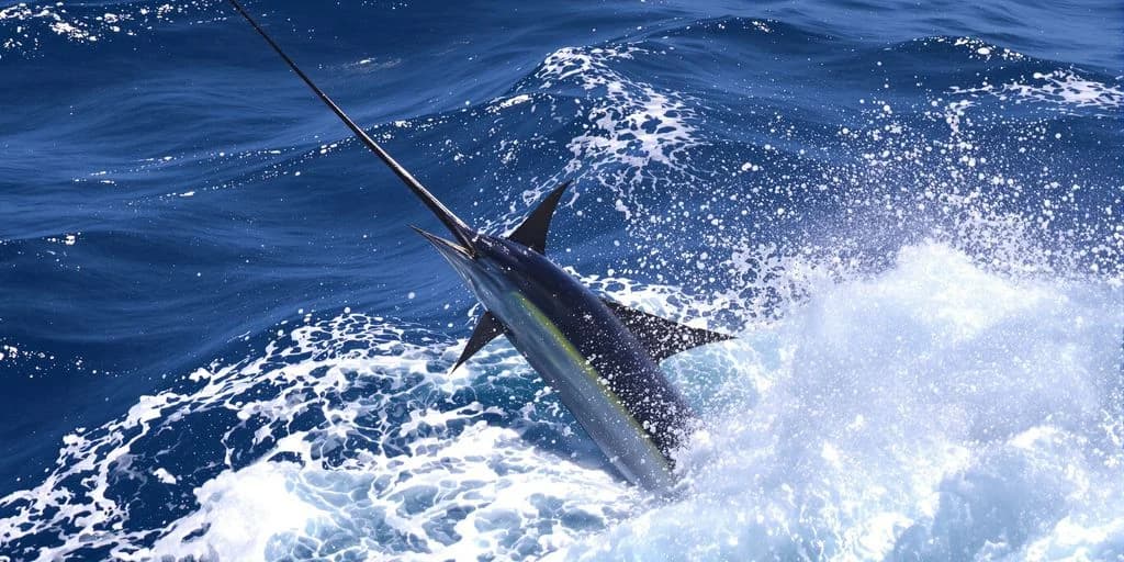 Jumping marlin 2 at Why Cabo Has the World's Highest-Paying Marlin Tournament splashing in ocean, blue water
