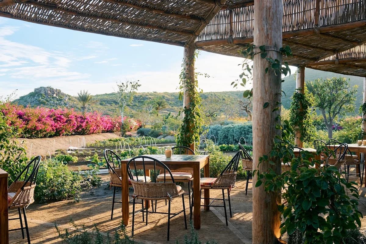Outdoor restaurant at Cosecha with garden view, sunny
