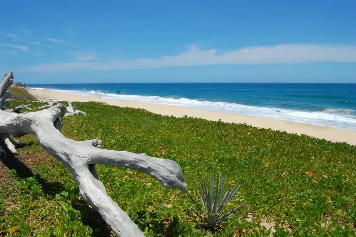 Sandy beach at Cabo Destination Wedding Cost Breakdown 2026: Complete Guide green vegetation, ocean waves